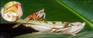 Hymenopus coronatus (Orchid Mantis) (Adult pair mating)