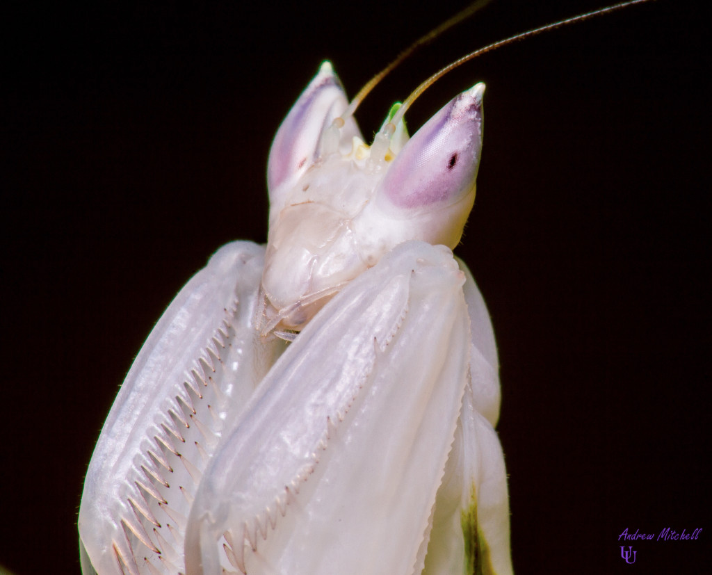 Hymenopus coronatus (Orchid Mantis) (Sub Adult Female)