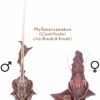 Phyllocrania paradoxa (Ghost Mantis) (Adult male and female)