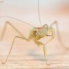 Sphodromantis lineola (African Lined Mantis)