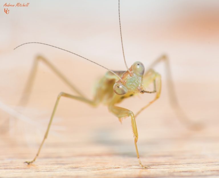 Sphodromantis aurea (Congo Green Mantis) (6th Instar) 1 x nymph - The ...