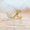 Sphodromantis lineola (African Lined Mantis)