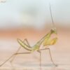 Sphodromantis lineola (African Lined Mantis)