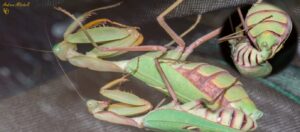 Sphodromantis lineola (African Lined Mantis)