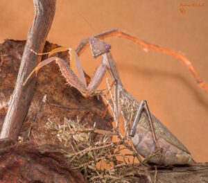 Sphodromantis lineola (African Lined Mantis)