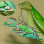 Hierodula majuscula (Giant Rainforest Mantis)