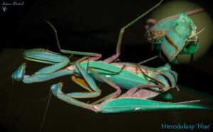 Hierodula sp 'blue' (Malaysian Mantis)