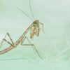 Polyspilota aeruginosa (Madagascan Marbled Mantis)