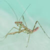 Polyspilota aeruginosa (Madagascan Marbled Mantis)