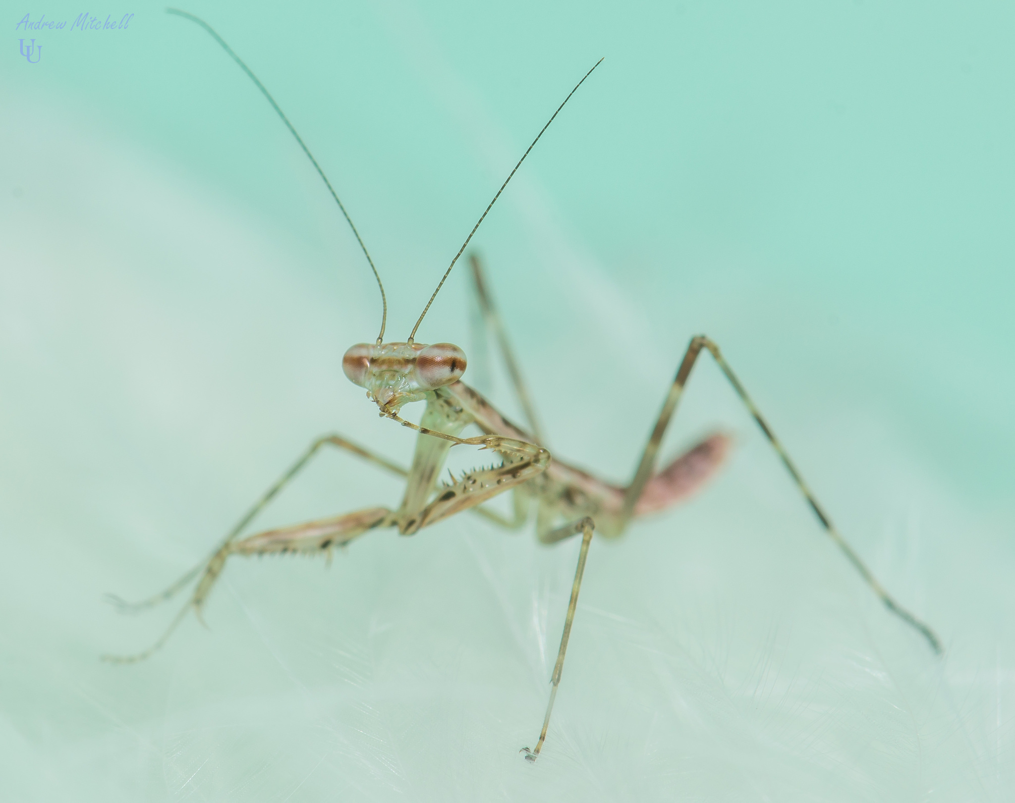 Polyspilota aeruginosa (Madagascan Marbled Mantis)