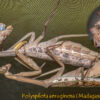 Polyspilota aeruginosa (Madagascan Marbled Mantis)