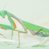 Hierodula sp 'Blue' (Malaysian Mantis)