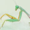 Hierodula sp 'Blue' (Malaysian Mantis)