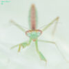 Hierodula sp 'Blue' (Malaysian Mantis)