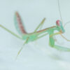 Hierodula sp 'Blue' (Malaysian Mantis)