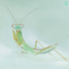 Hierodula sp 'Blue' (Malaysian Mantis)