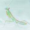 Hierodula sp 'Blue' (Malaysian Mantis)