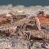 Otomantis scutigera (African Boxer Mantis)