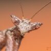 Otomantis scutigera (African Boxer Mantis)