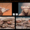Otomantis scutigera (African Boxer Mantis)