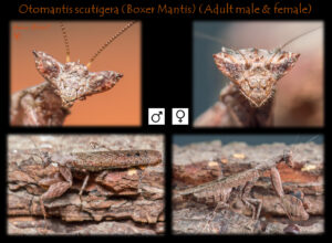 Otomantis scutigera (African Boxer Mantis)