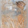 Hierodula membranacea (Giant Asian Mantis) (Ooth hatch)