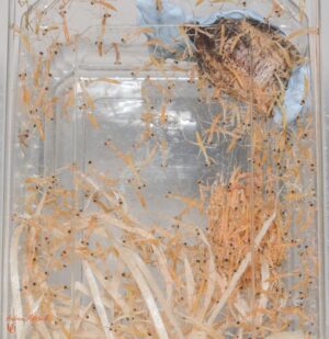 Hierodula membranacea (Giant Asian Mantis) (Ooth hatch)