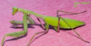 Hierodula membranacea (Giant Asian Mantis)