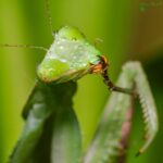 Giant Asian Mantis - Hierodula membranacea