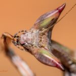 General Mantis Care