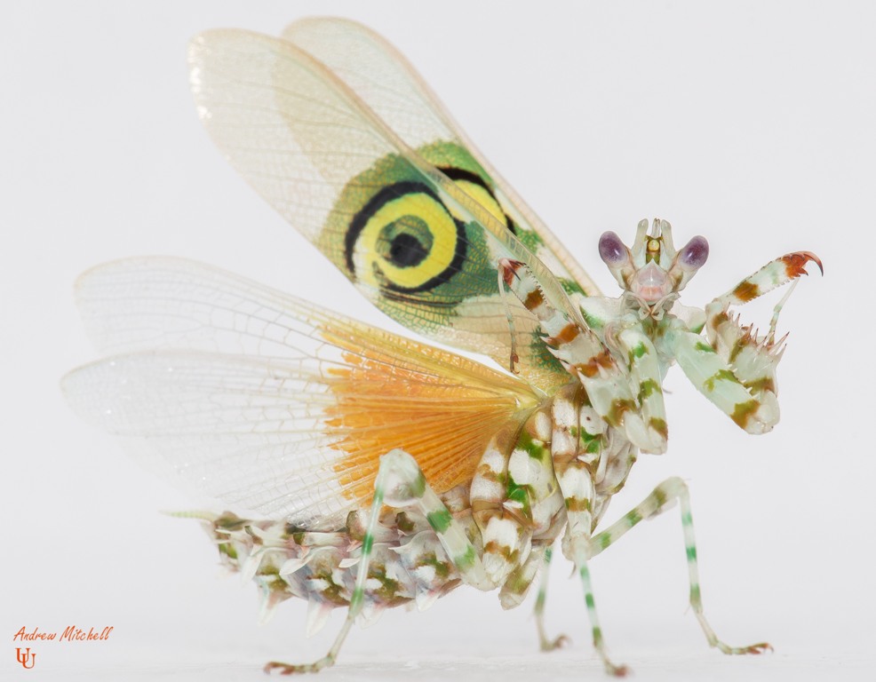 Spiny Flower Mantis Spiny Flower Mantis