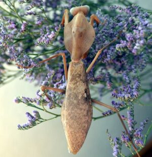 Rhombodera kirbyi (Timor Shield Mantis)