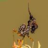 Pseudocreobotra wahlbergii (Spiny Flower Mantis)