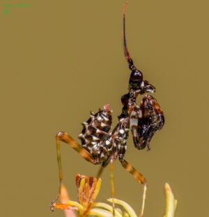 Pseudocreobotra wahlbergii (Spiny Flower Mantis)