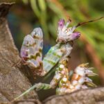 Pseudocreobotra wahlbergii (Spiny Flower Mantis)