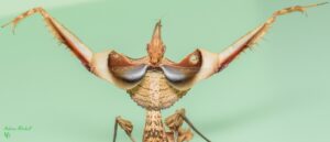 Idolomantis diabolica (Giant Devil's Flower Mantis)