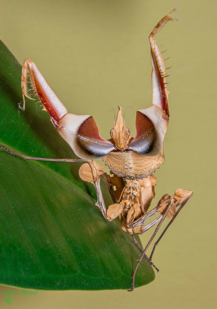 Idolomantis diabolica (Giant Devil's Flower Mantis) - The Praying Mantis