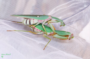 Rhombodera basalis (Giant Malaysian Shield Mantis)