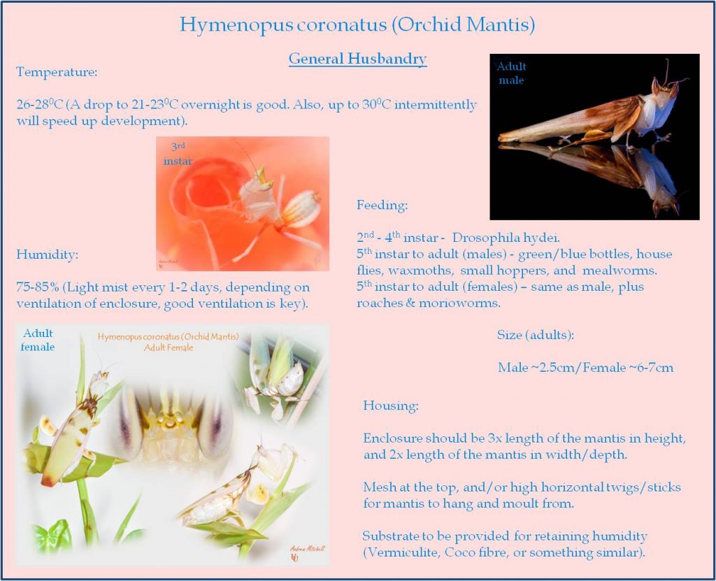 Hymenopus coronatus (Orchid Mantis) - Basic Care Sheet