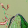 Idolomorpha lateralis (Alien Head Mantis) (2nd instar) 1 x nymph - Image 2