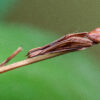 Idolomorpha lateralis (Alien Head Mantis) (2nd instar) 1 x nymph - Image 3