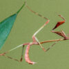Idolomorpha lateralis (Alien Head Mantis) (2nd instar) 1 x nymph - Image 4