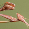 Idolomorpha lateralis (Alien Head Mantis) (2nd instar) 1 x nymph - Image 5