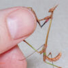Idolomorpha lateralis (Alien Head Mantis) (2nd instar) 1 x nymph - Image 6