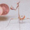Idolomorpha lateralis (Alien Head Mantis)