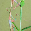 Idolomorpha lateralis (Alien Head Mantis) (2nd instar) 1 x nymph - Image 9