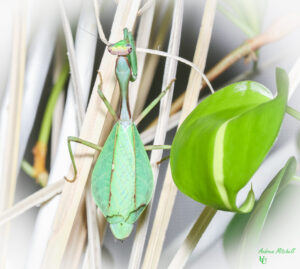 Pseudoxyops perpulchra (Peruvian Leaf Mantis)