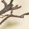 Popa spurca (African Twig Mantis)