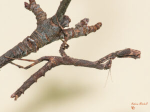 Popa spurca (African Twig Mantis)