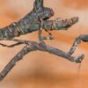 Popa spurca (African Twig Mantis)